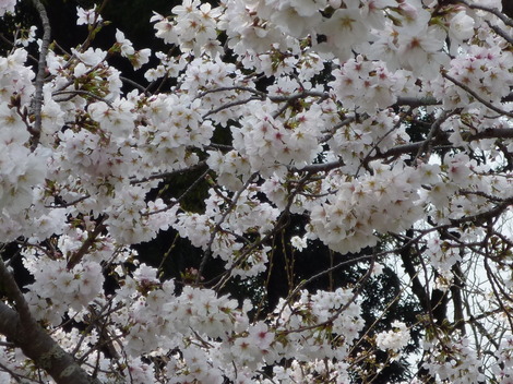 P1360908.JPG