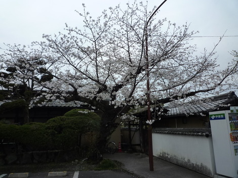 P1360930.JPG