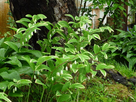 P1370306.JPG