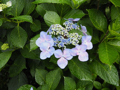 P6110060.JPG