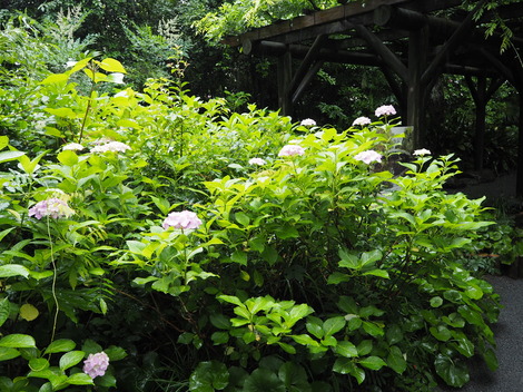 P6110069.JPG