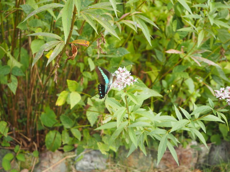 PA080045.JPG