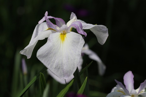 conv0032.jpg